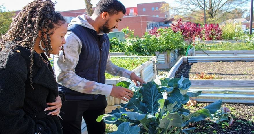 Urban farming, community garden, sustainable agriculture, leafy greens, gardening.