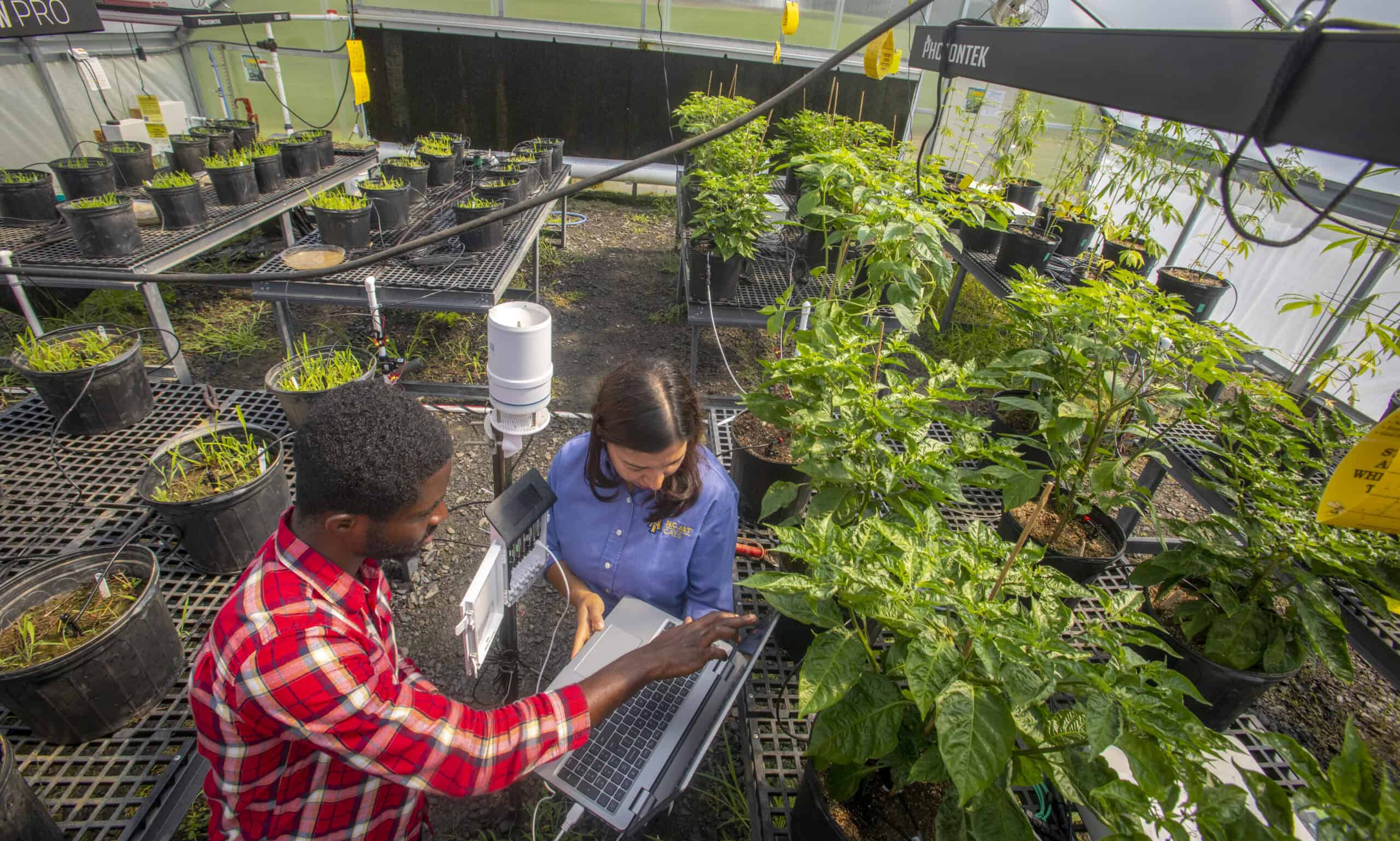 Indoor cannabis cultivation in a high-tech grow room. Indoor cannabis cultivation in a high-tech grow room with advanced lighting and climate control.